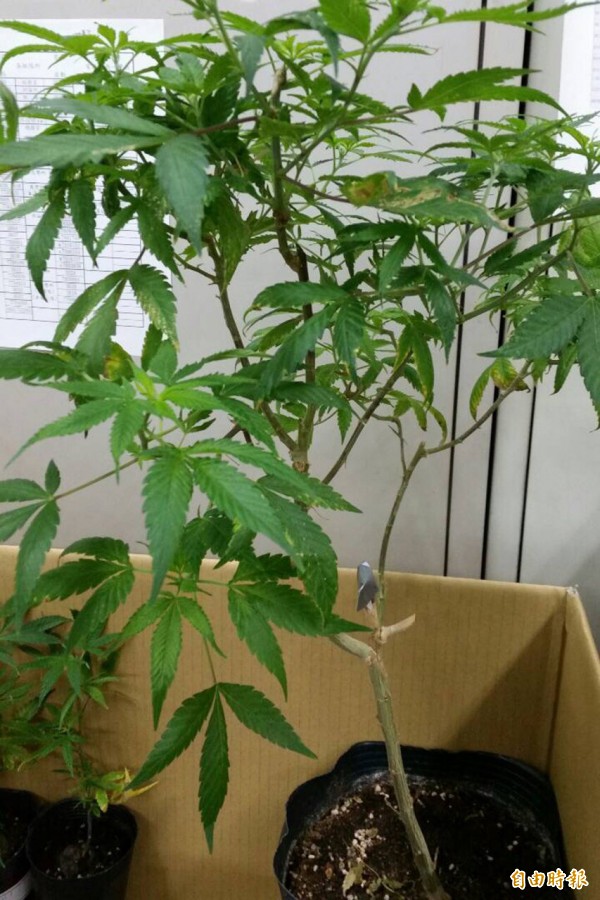 Peter的種植設備一應俱全，現場大麻市值粗估逾64萬元。（記者邱芷柔攝）