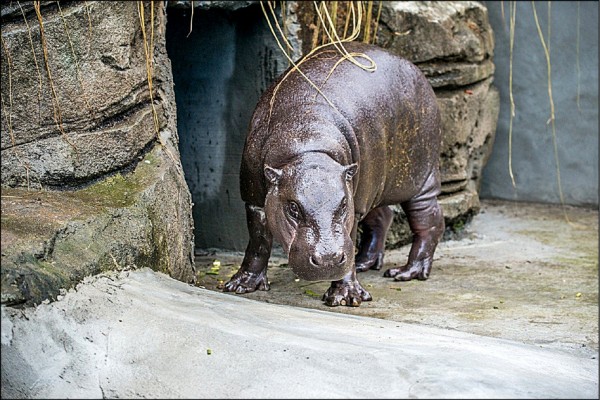 台北市立動物園借展的侏儒河馬。（記者葛祐豪翻攝）