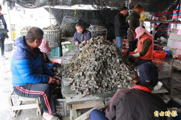 鮮蚵創下歷史新高價，彰化王功蚵農忙著挖開蚵殼取蚵仔。（記者陳冠備攝）