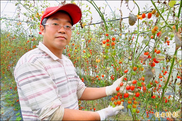 受寒害影響，七年級青農陳彥鈞損失慘重，但仍開放免費採小蕃茄。（記者蔡宗勳攝）