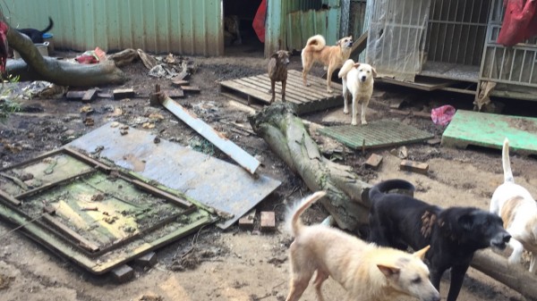 淡水私人狗場不當飼養新北動保處開罰 生活 自由時報電子報