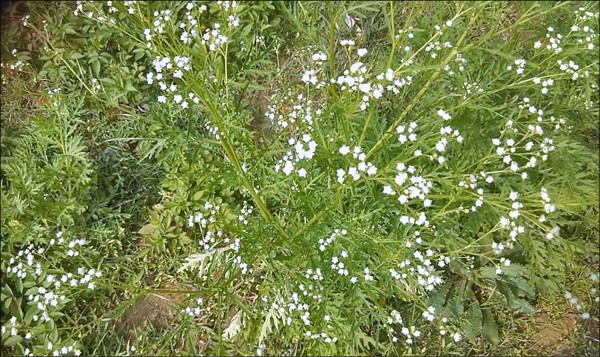 毒草 銀膠菊 入侵坪林森林公園 地方 自由時報電子報