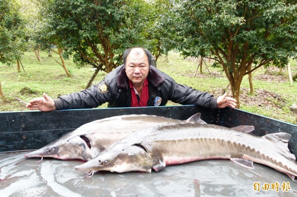 李良順養殖的巨無霸鱘龍魚。（記者蔡宗勳攝）