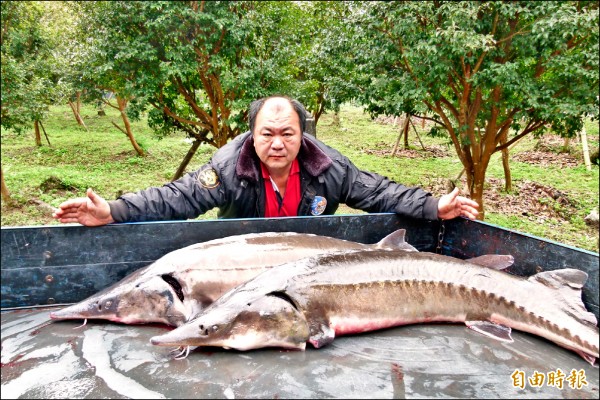 李良順養殖的巨無霸鱘龍魚重60台斤、長1.8公尺。（記者蔡宗勳攝）