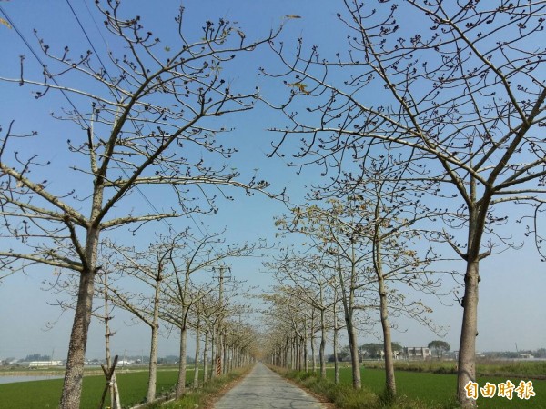 名列全球十大花海街道的林初埤木棉道，花苞滿枝頭，今年花海盛況可期。（記者王涵平攝）