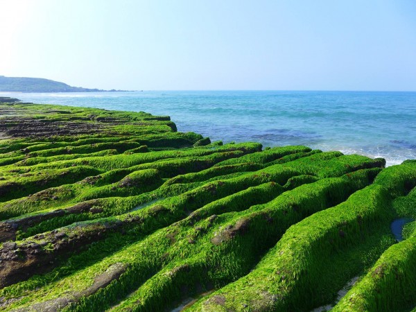 春季限定的北海岸景觀－老梅綠石槽。（記者李雅雯攝）