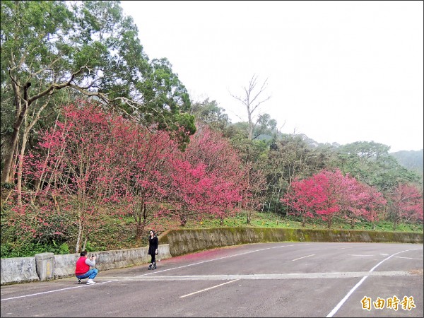 苑裡鎮「櫻花大道」櫻花開了，粉紅迎新春。（記者蔡政珉攝）