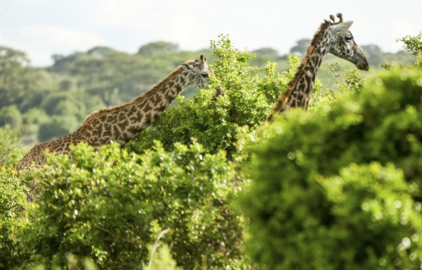 長頸鹿在野外的生存環境日漸艱難，圖為肯亞奈洛比國家公園內的長頸鹿。（美聯社）