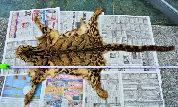 林務局花蓮林管處意外獲贈的雲豹毛皮，再度引起學界注意，台灣雲豹是否真的存在，在學界也有不同的看法。（記者花孟璟翻攝）