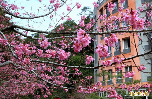 杉林溪森林生態渡假園區櫻花盛開，與鬱金香交織一片花海景象，美不勝收。園區提供荷蘭傳統服飾拍照留念。（記者謝介裕攝）