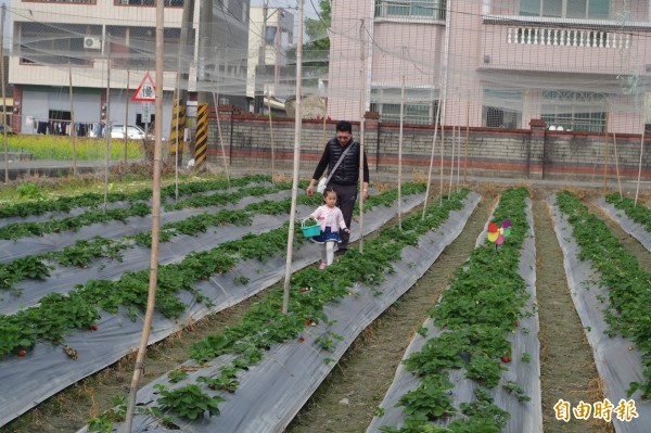 林內鄉草莓質量均佳，228連假享受親子採果樂。（記者林國賢攝）