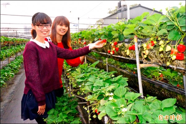 現正值草莓量產、採收季節，吸引遊客前來體驗採果樂。（記者林孟婷攝）