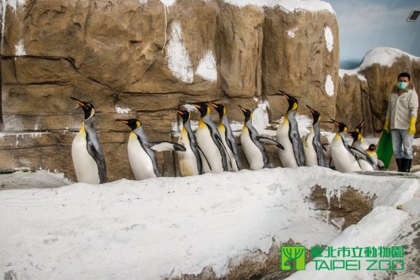 國王企鵝們排排站，準備下水運動。（台北市立動物園提供）