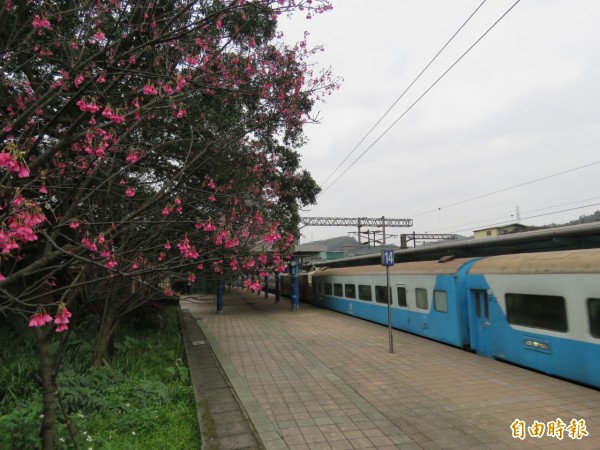 基隆八堵火車站內，山櫻花枝頭綻放，與一旁的火車形成特殊景致。（記者俞肇福攝）