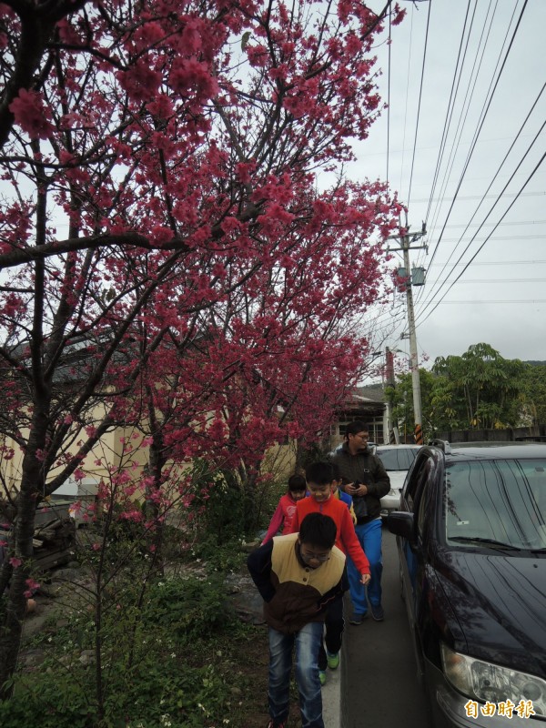 泰安社區櫻花開，228連假交通壅塞。（記者張軒哲攝）