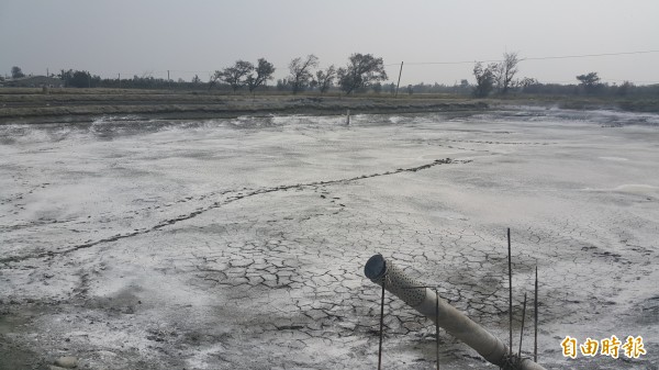 雲林沿海養殖魚塭近日常被灑上石灰消毒，猶如做魚塭美白整容。（記者鄭旭凱攝）