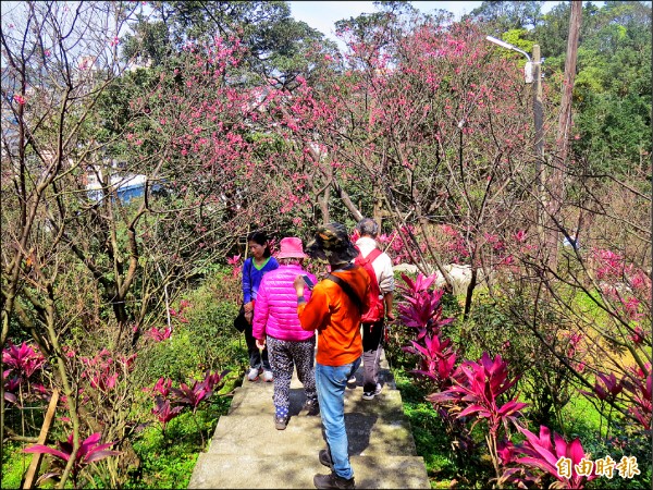 基隆市昨天出現久違的太陽，許多市民朋友紛紛湧入紅淡山，欣賞枝頭綻放的櫻花。（記者俞肇福攝）