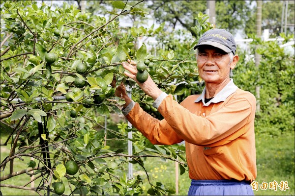 劉春強以苦楝油、肉桂散發的氣味等天然方式驅蟲，種檸檬堅持不噴除草劑。（記者邱芷柔攝）