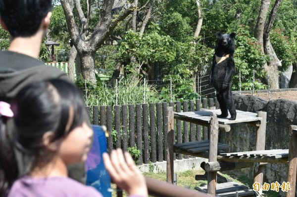 壽山動物園的台灣黑熊「熊熊站起來」，激似人類站姿的模樣讓網友推爆。（記者張忠義攝）