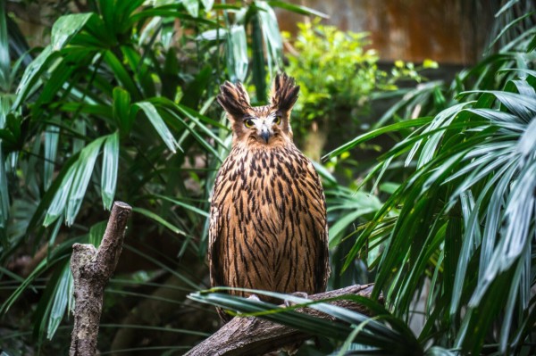 爸爸愛洛擔任護巢與護母鳥的工作。（圖由北市動物園提供）