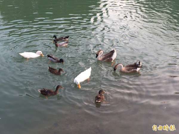 傳有人偷公園野鴨下的蛋 民眾譴責 生活 自由時報電子報