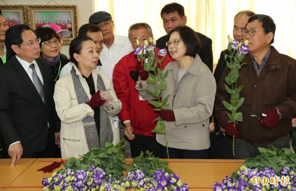 總統當選人蔡英文（前右二）參觀新港鄉洋桔梗花卉產銷班，並動手修剪切花。（資料照，記者余雪蘭攝）