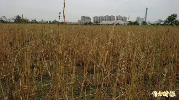 包括小麥等農作物延遲性寒害陸續發生，立委要求農委會主動全面清查。（記者黃文鍠攝）