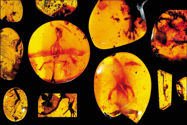 這群12隻蜥蜴，年代可追溯至將近9900萬年前中白堊紀，因被琥珀封存，包括軟組織等樣態極其完整細緻，並且因其高度分殊性，專家推測，可以解釋壁虎及變色龍的祖輩與現代子輩的關聯性。（取自網路）
