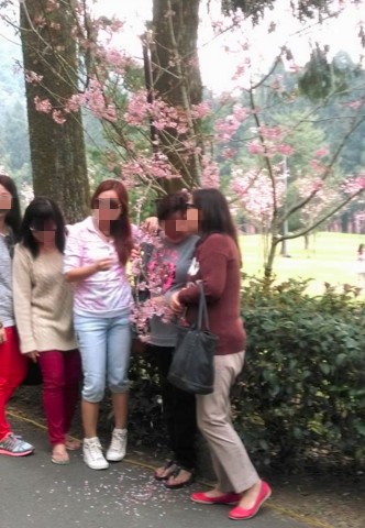 網友po文爆料，有中國遊客在九族文化村賞櫻時，強拉櫻花樹枝下來拍照，導致花瓣掉滿地，引發批評。（圖擷自「爆料公社」） 