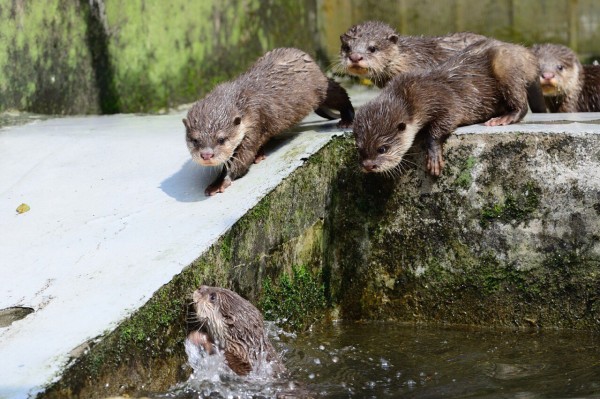 小爪水獺寶寶學游泳，有寶寶落水急呼媽咪救援。（北市動物園提供）