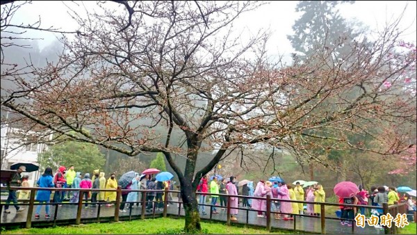 阿里山花季指標「櫻王」花苞滿枝頭，花況可期。（記者余雪蘭攝）