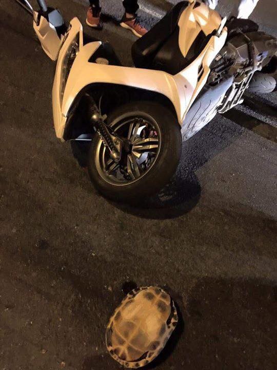 有學生騎車撞到烏龜，不止機車倒地，烏龜也被撞得四腳朝天。（圖擷自爆料公社）
