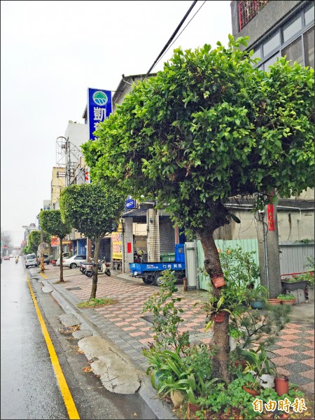 豐原中正路的路樹修剪後，遭民眾質疑很醜。（記者李忠憲攝）