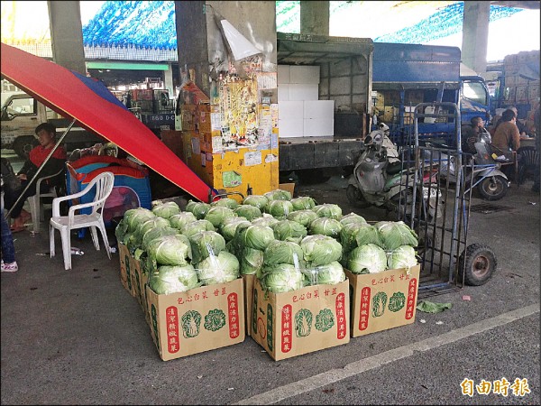 大宗蔬菜高麗菜供貨較去年同期少三成，供不應求，價格居高不下。（記者詹士弘攝）