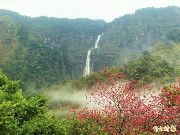 阿里山鄉豐山村蛟龍瀑布雨後水勢磅礡，銀白飛瀑與紫紅山櫻遙遙相映，景象迷人。（圖：許銘月提供）