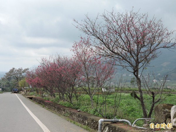 中央氣象局指出，今天（15日）白天北部及宜花高溫相較於昨天，回升約2度。降雨方面，各地都有短暫雨，多為飄雨或小雨。（資料照，記者張存薇攝）