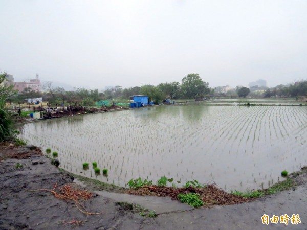 新竹縣客家土樓案重啟開發，規劃用地上目前仍有農田，且已插上本季秧苗。（記者蔡孟尚攝）