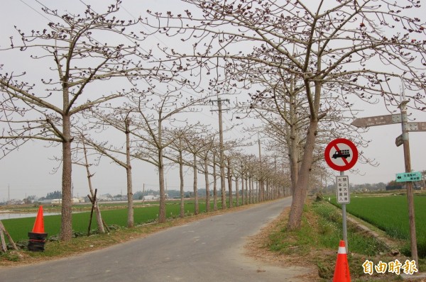 林初埤木棉道花季活動周末登場，車輛、攤販將加強管制，盼呈現最美景觀。（記者王涵平攝）