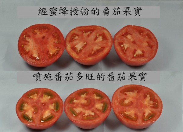 過去人工種植番茄使用人工噴灑番茄多旺人工授粉方式；今新技術則是將蜜蜂引入溫網室內授粉。（農委會）