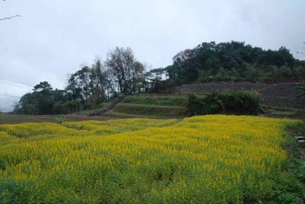 位在貓空樟樹步道的魯冰花海綻放（北市大地處提供）