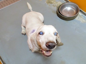 患有皮膚與眼部疾病老巴吉度犬，遭到原飼主棄養不願領回，被北市府重罰5萬元。（圖擷自台北市政府動物保護處網站）