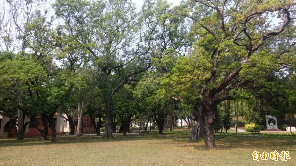 佳里中山公園看起來綠意盎然的老樹竟被診斷染病須砍除，讓佳里人難接受。（記者楊金城攝）