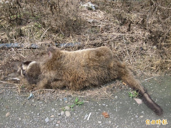 一隻白鼻心死在路邊，沒人管。（記者廖淑玲攝）