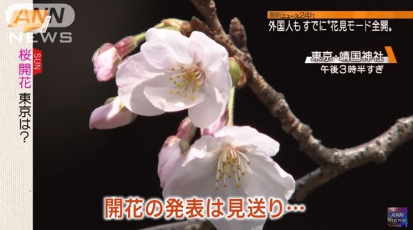 日本氣象廳今天表示，東京都的櫻花開了，比往年還要早5天。（圖取自ANN NEWS）