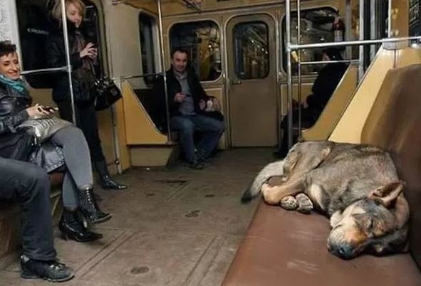 俄羅斯莫斯科約有3萬5000隻流浪狗，其中約20隻被發現會固定乘坐地鐵移動。（圖擷取自thechive.com）
