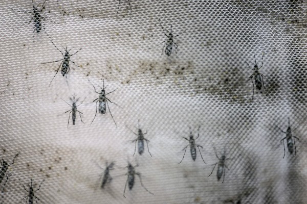 「茲卡病毒（Zika）」在中南美洲快速延燒。。（資料照，彭博）