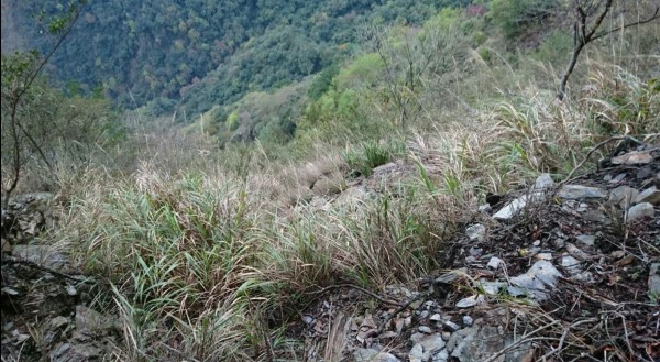 搜救人員發現林姓登山客的地方，位在溪邊。（南投消防局提供）