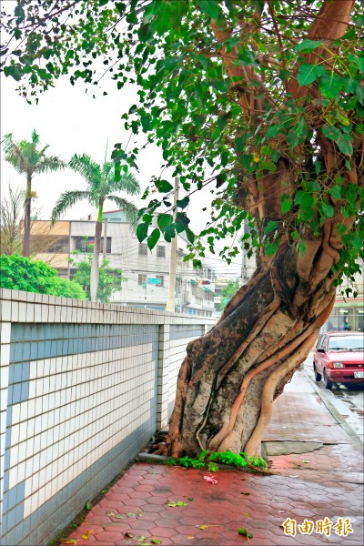 彰化縣秀水國小人行步道菩提樹下發現2個花布各包著100元紙鈔。（記者劉曉欣攝）