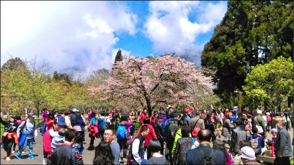 阿里山森林遊樂區的櫻王英姿煥發，吸引許多遊客觀賞。（記者林宜樟翻攝）