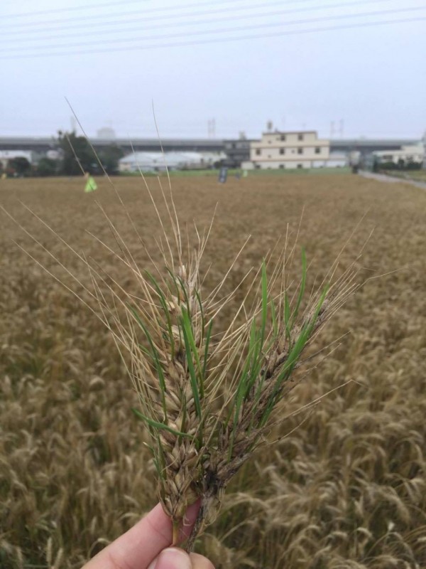 大雅區小麥因日前大雨，未採收就發芽，造成農友損失。（立委洪慈庸服務處提供）